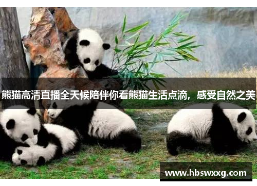 熊猫高清直播全天候陪伴你看熊猫生活点滴，感受自然之美
